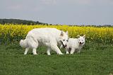 BERGER BLANC SUISSE - ADULTS ET PUPPIES 034